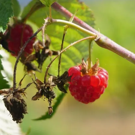 Casa Oslindeiros בית נופש Arzúa