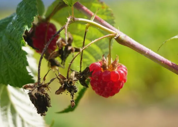 Casa Oslindeiros בית נופש Arzúa